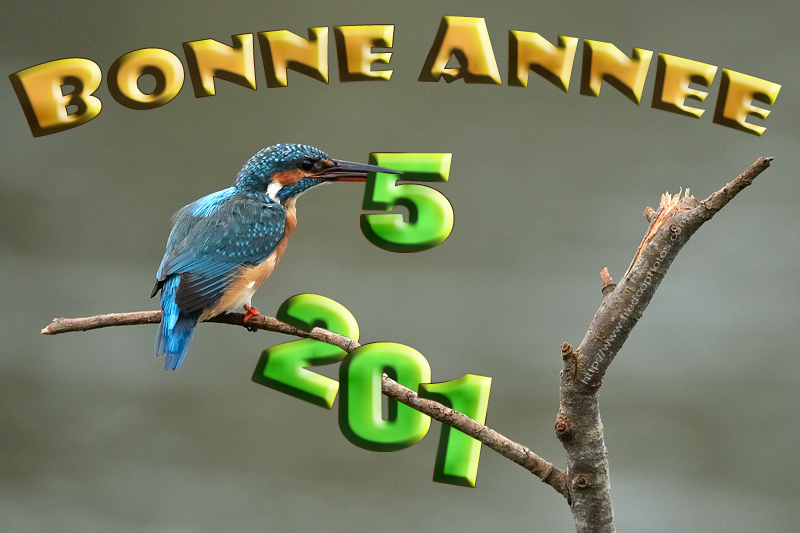 bonne-annee-2015-4